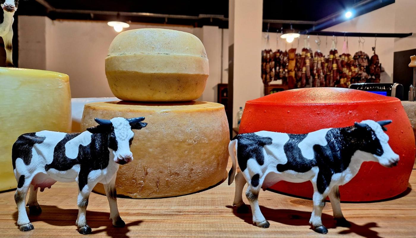 Foto con hormas de queso y dos vacas pequeñas adelante