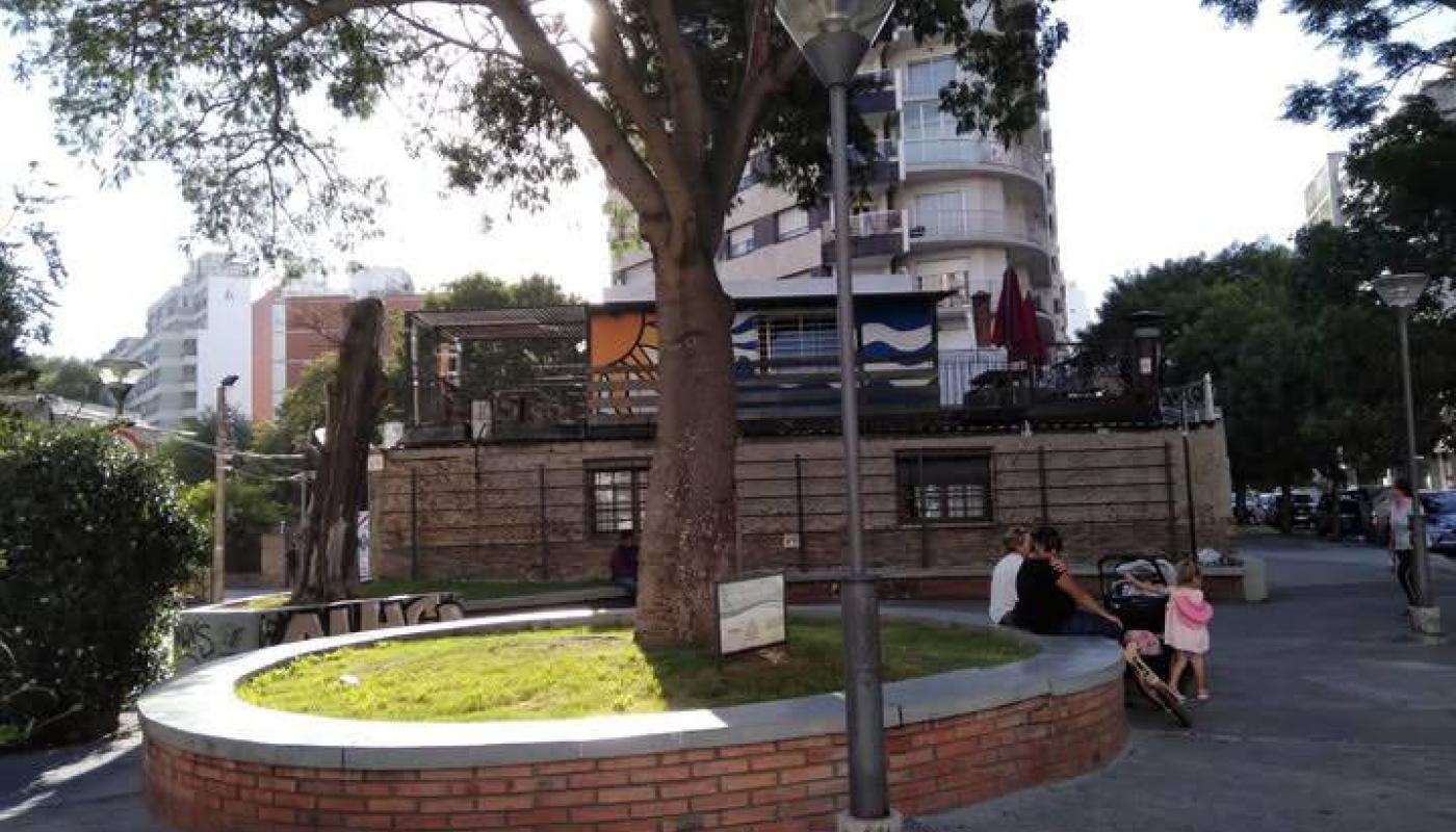 Foto de la plaza con el arbol en el centro de la misma 