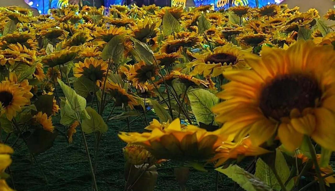 foto de girasoles en una experiencia inmersiva del artista Van Gogh de fondo su caracteristicos cielos celestes