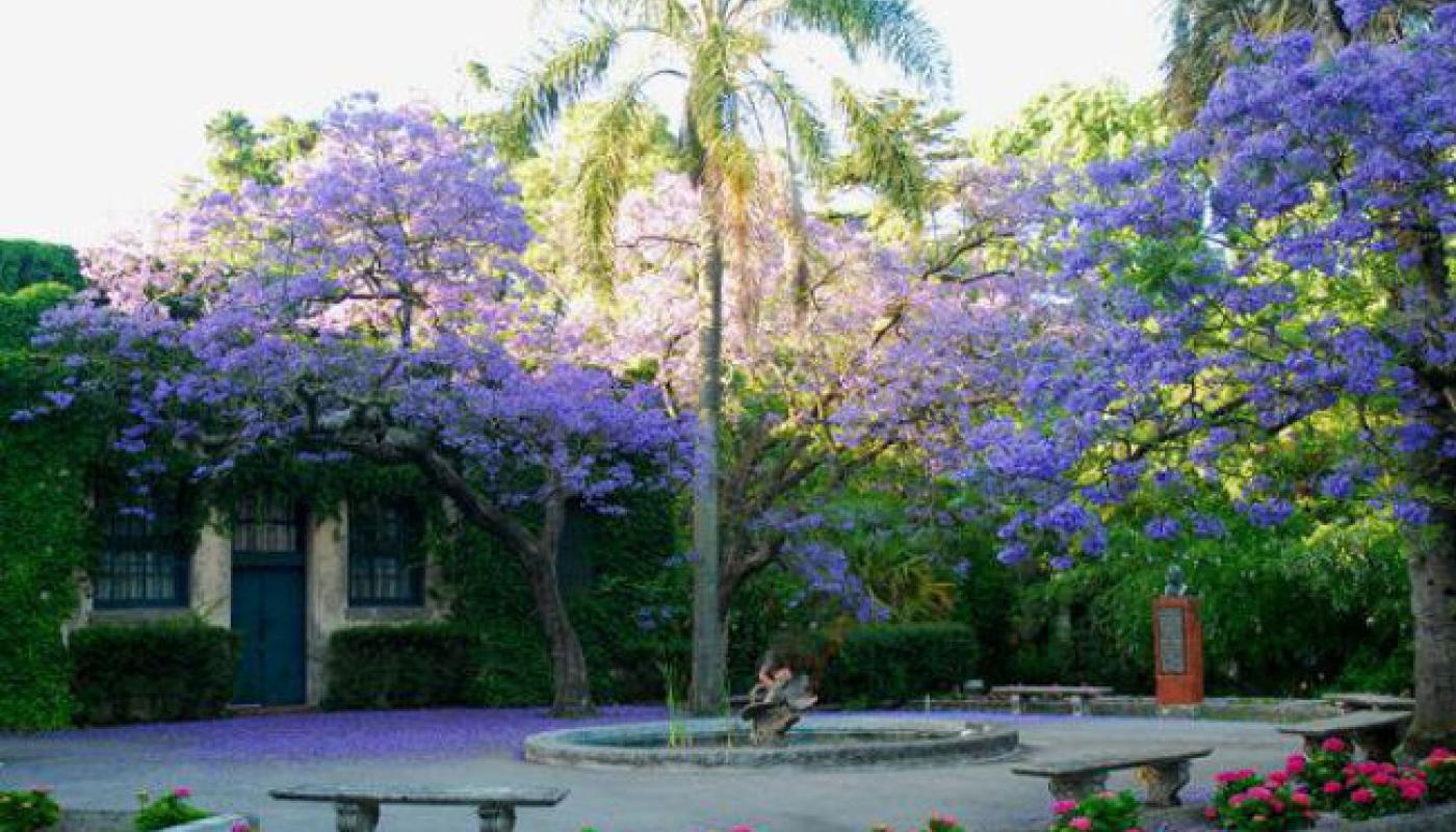 foto del jardin botanico con árboles florenciendo en colore violetas