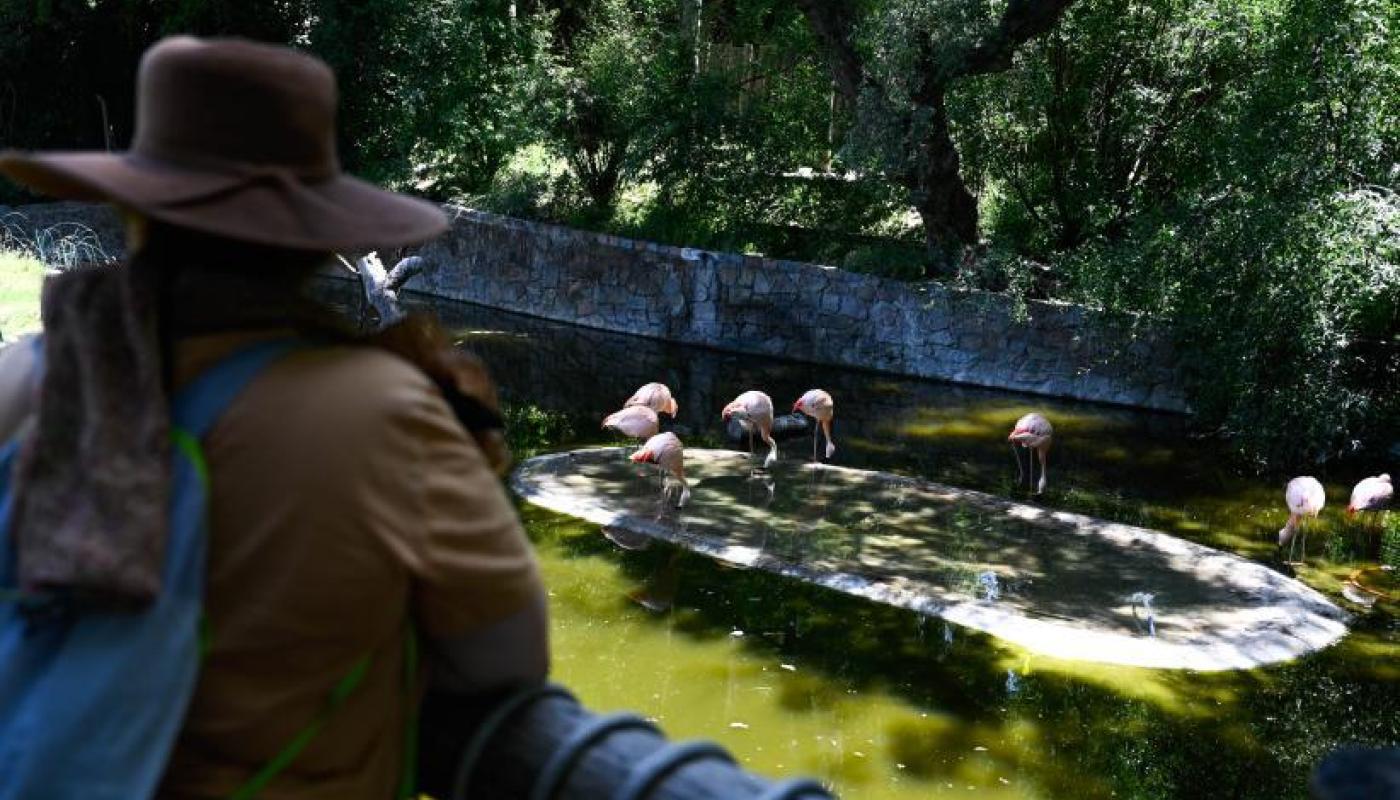 persona de espaldas mirando el estancque de agua con aves