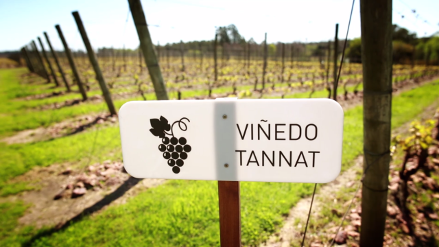 Cartel blanco con dibujo de un racimo de uvas y la inscripción “Viñedo Tannat”, en primer plano sobre un campo de viñas alineadas en hileras verdes bajo el sol.
