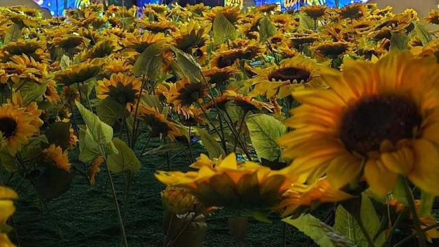 foto de girasoles en una experiencia inmersiva del artista Van Gogh de fondo su caracteristicos cielos celestes