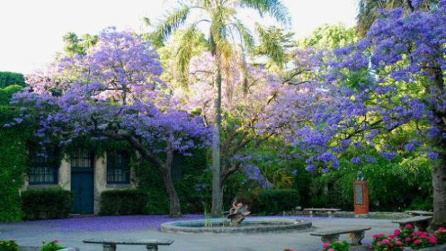 foto del jardin botanico con árboles florenciendo en colore violetas