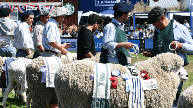 Foto de la exposición de ovinos
